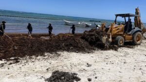 MARINA REMUEVE 156 TONELADAS DE SARGAZO EN PLAYAS DE OTHÓN, QUINTANA ROO